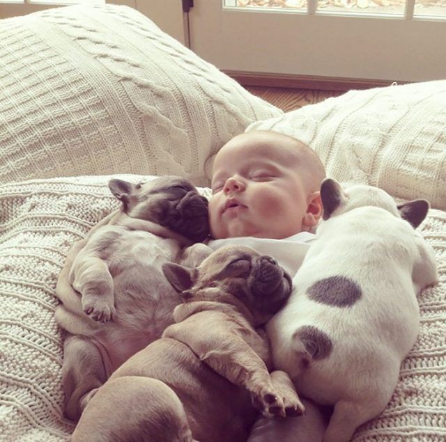 14 photos craquantes qui montrent que les chiens sont plus confortables que des oreillers | So Busy Girls