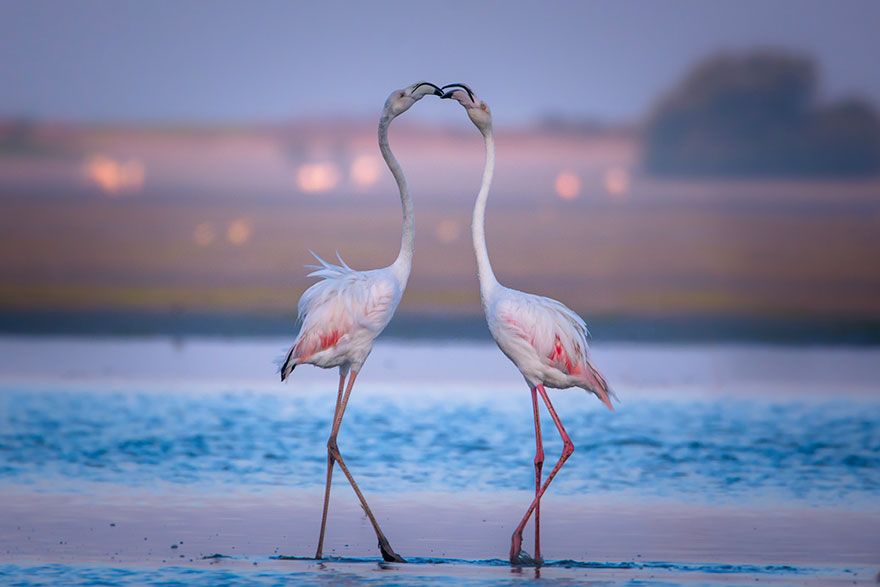 Magnifique baiser de flamants roses | So Busy Girls