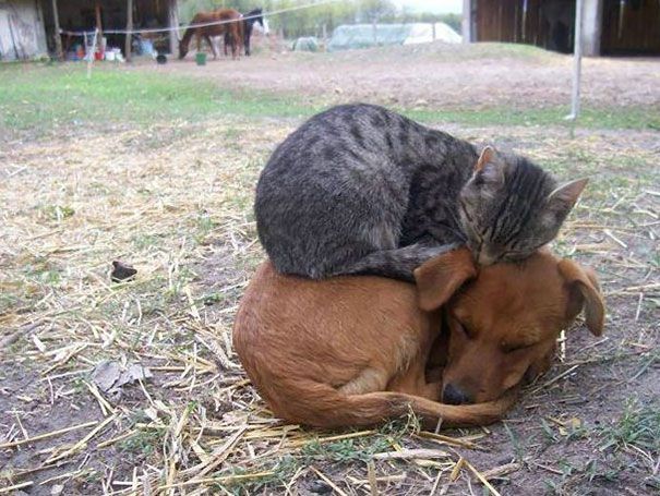 30 chats qui adorent la chaleur | So Busy Girls