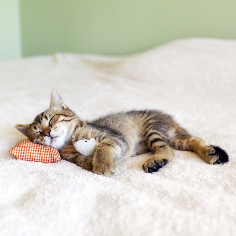 5 astuces efficaces contre les poils d'animaux | So Busy Girls