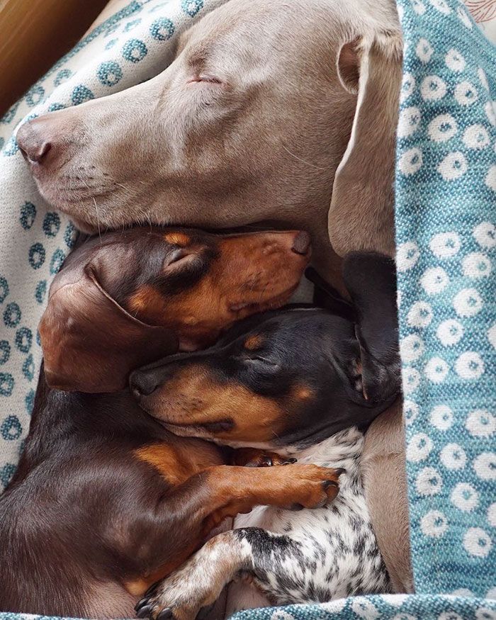 Ces 2 chiens et ce petit chiot endormis tous les 3 sont tellement adorables que vous allez craquer ! | So Busy Girls