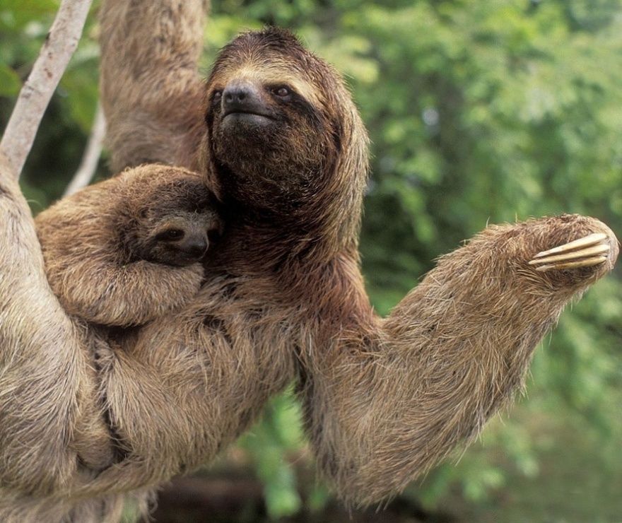 17 animaux adorables qui pourront toujours compter sur l'amour de leur mère | So Busy Girls