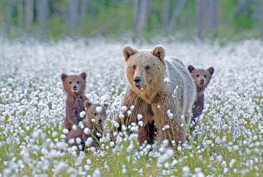 Ces mamans ourses et leur ourson sont vraiment trop mignons ! | So Busy Girls