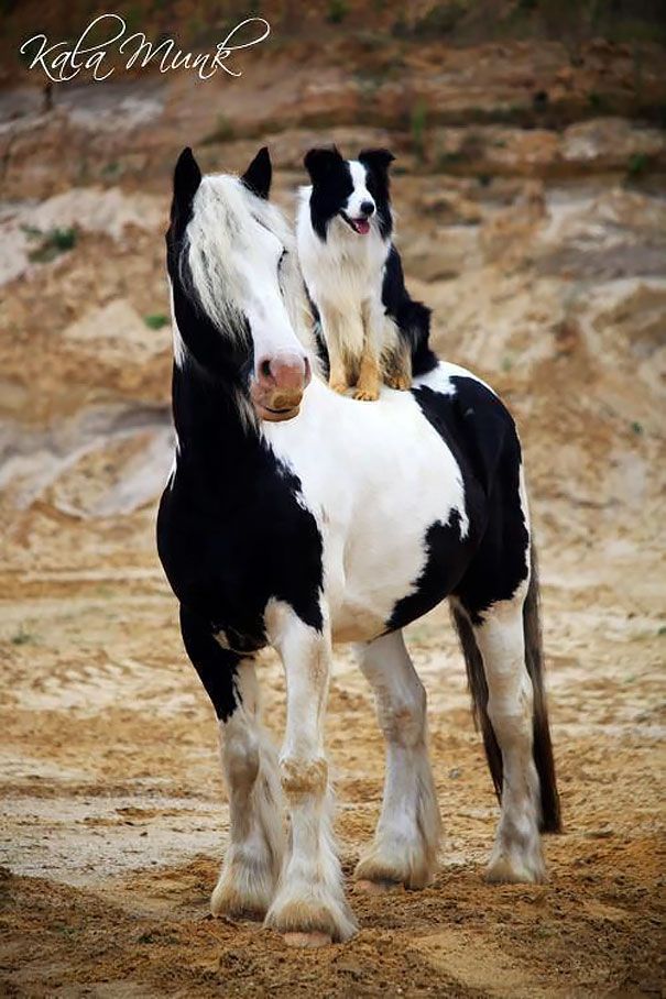 18 animaux qui se ressemblent comme 2 gouttes d'eau ! | So Busy Girls