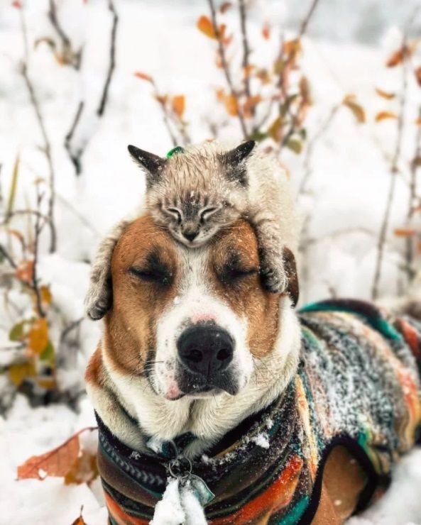 Ce chat et ce chien voyagent partout ensemble, et ils sont vraiment trop mignons | So Busy Girls