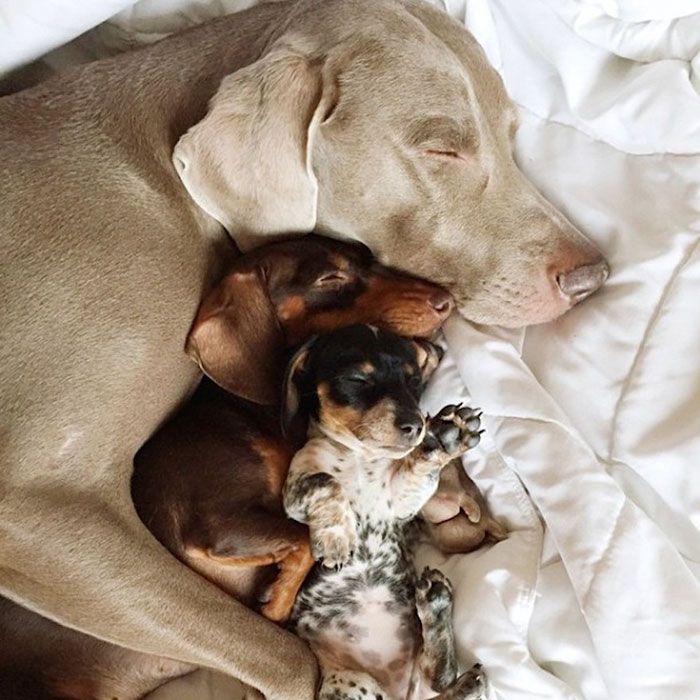 Ces 2 chiens et ce petit chiot endormis tous les 3 sont tellement adorables que vous allez craquer ! | So Busy Girls