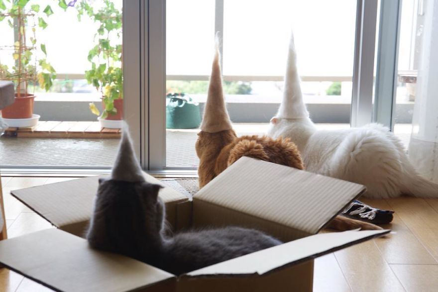 13 chats avec des chapeaux sur la tête faits de leurs propres poils | So Busy Girls