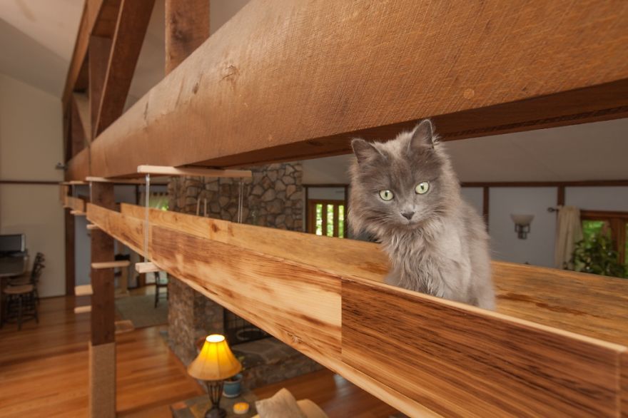 Il transforme une maison pour faire le bonheur de 7 chats | So Busy Girls