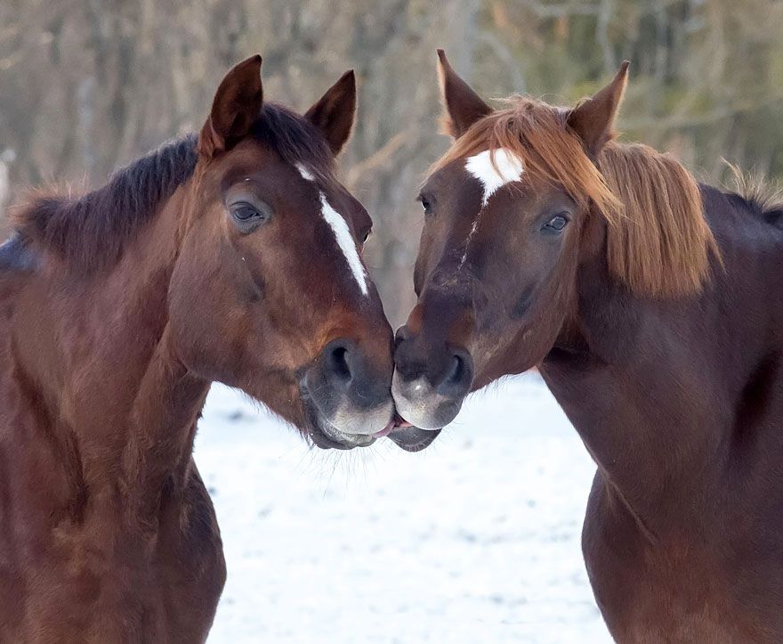 Couple de chevaux amoureux | So Busy Girls