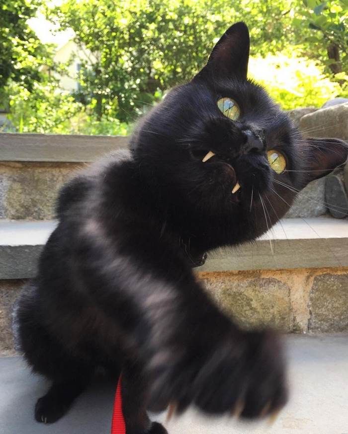 Découvrez Monkey, le chat noir aux vraies dents de vampire ! | So Busy Girls