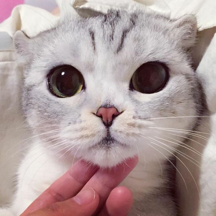 Découvrez Hana, le chat aux grands yeux ronds qui fait fondre le coeur des Instagramers | So Busy Girls