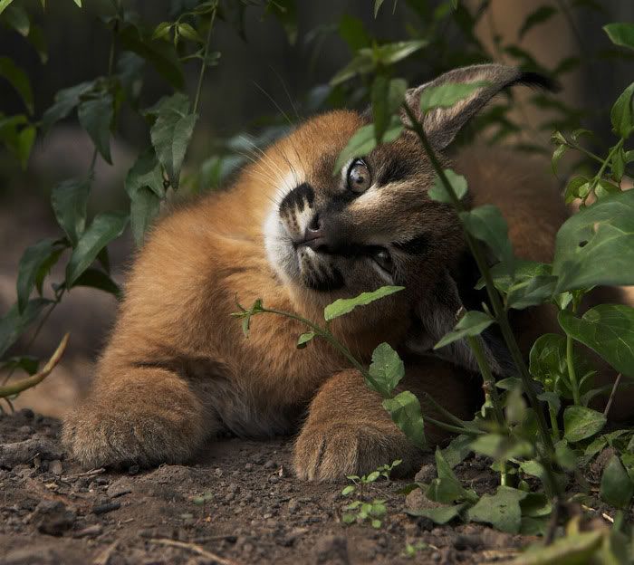 Ces 10 bébés caracals sont tellement mignons qu'ils vont vous faire fondre ! | So Busy Girls