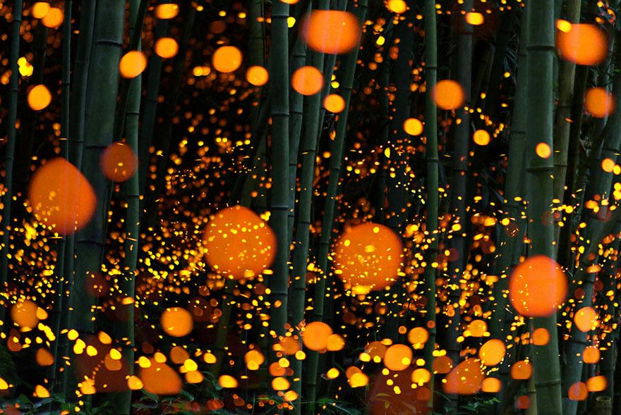Ces photos de lucioles qui illuminent le paysage à la nuit tombée sont tellement magnifiques qu'elles vont vous sembler surréalistes | So Busy Girls
