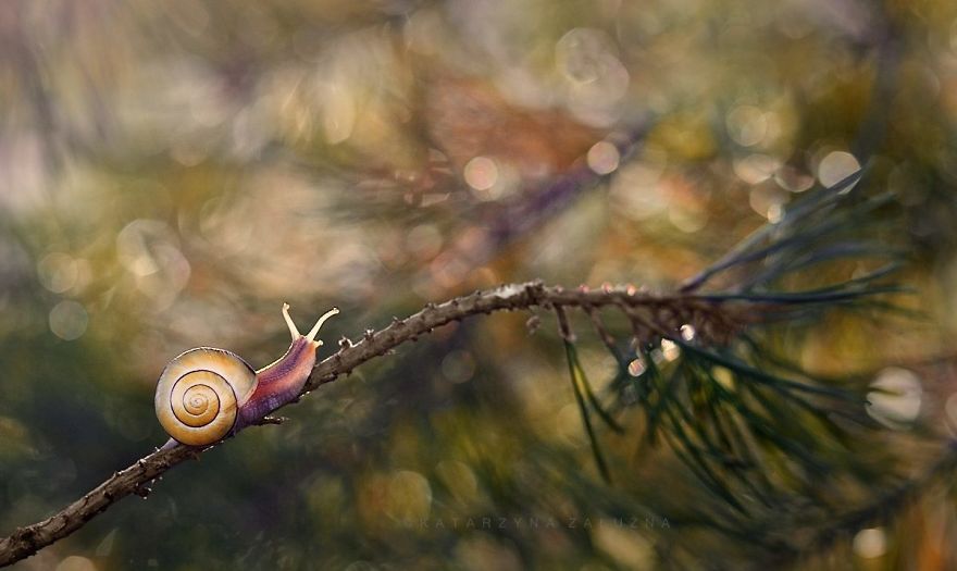 Découvrez le petit monde merveilleux des escargots ! | So Busy Girls