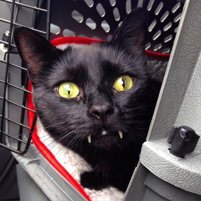 Découvrez Monkey, le chat noir aux vraies dents de vampire ! | So Busy Girls