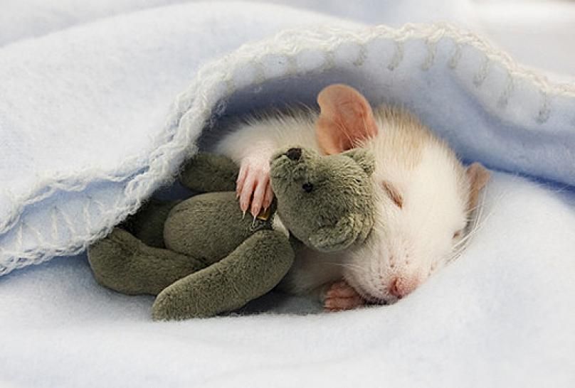 Les rats domestiques sont en cage | So Busy Girls