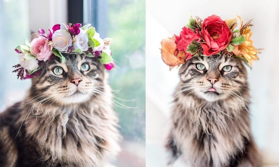 Cette femme prend des photos sublimes de ses chats qui portent des couronnes de fleurs – c'est vraiment trop chou ! | So Busy Girls