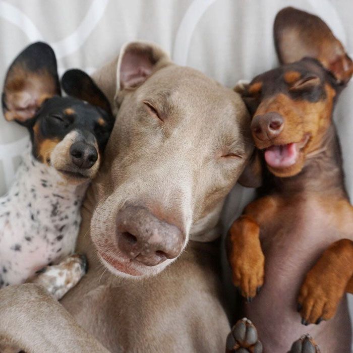 Ces 2 chiens et ce petit chiot endormis tous les 3 sont tellement adorables que vous allez craquer ! | So Busy Girls