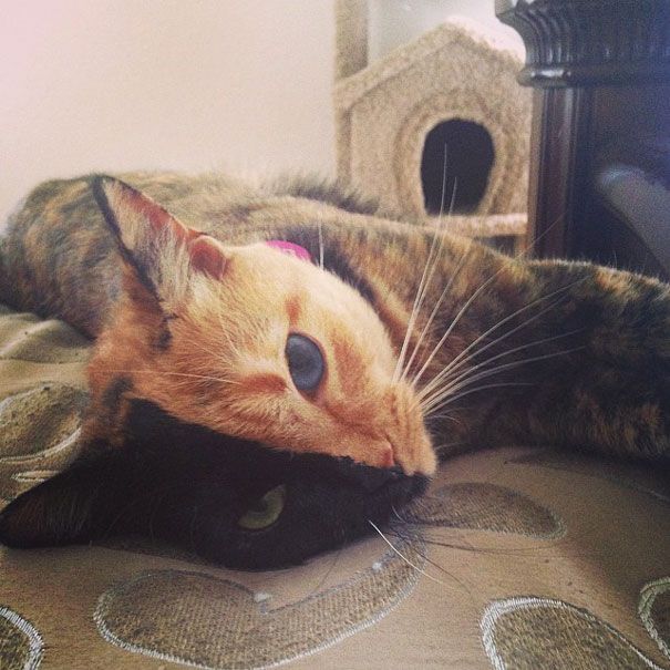 Découvrez Venus, le chat aux 2 visages | So Busy Girls