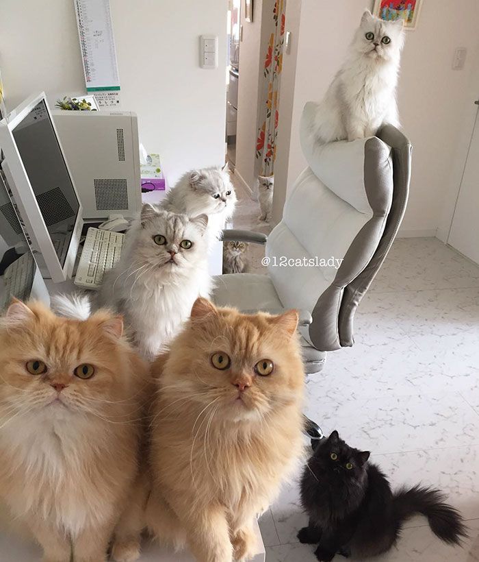 Cette femme aux 12 chats a conquis Instagram avec ses magnifiques chats persans | So Busy Girls
