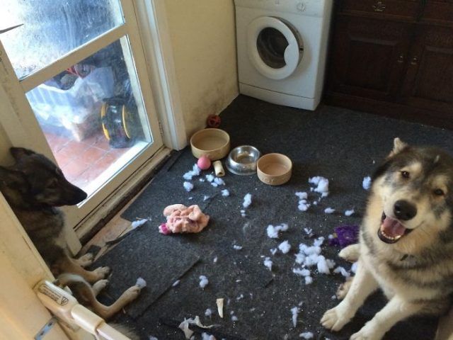 16 moments où des gens ont laissé leur animal seul, mais l'ont très vite regretté | So Busy Girls