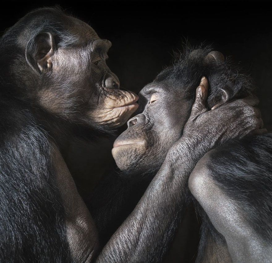 Bisou de singes | So Busy Girls