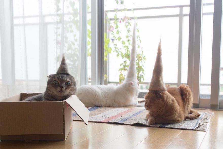 13 chats avec des chapeaux sur la tête faits de leurs propres poils | So Busy Girls