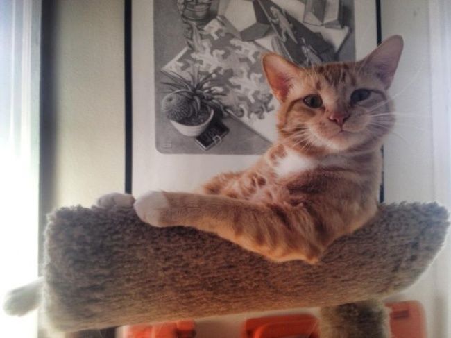 Ce chat est tellement rassurant | So Busy Girls