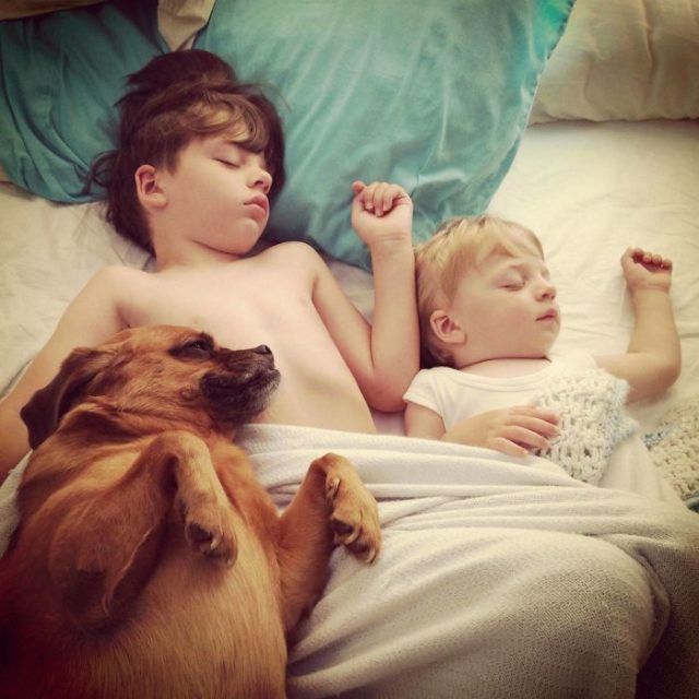 14 photos craquantes qui montrent que les chiens sont plus confortables que des oreillers | So Busy Girls