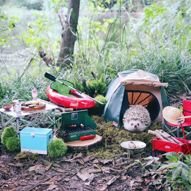 Ce tout petit hérisson part en camping, et vous allez adorer voir ses photos de vacances | So Busy Girls