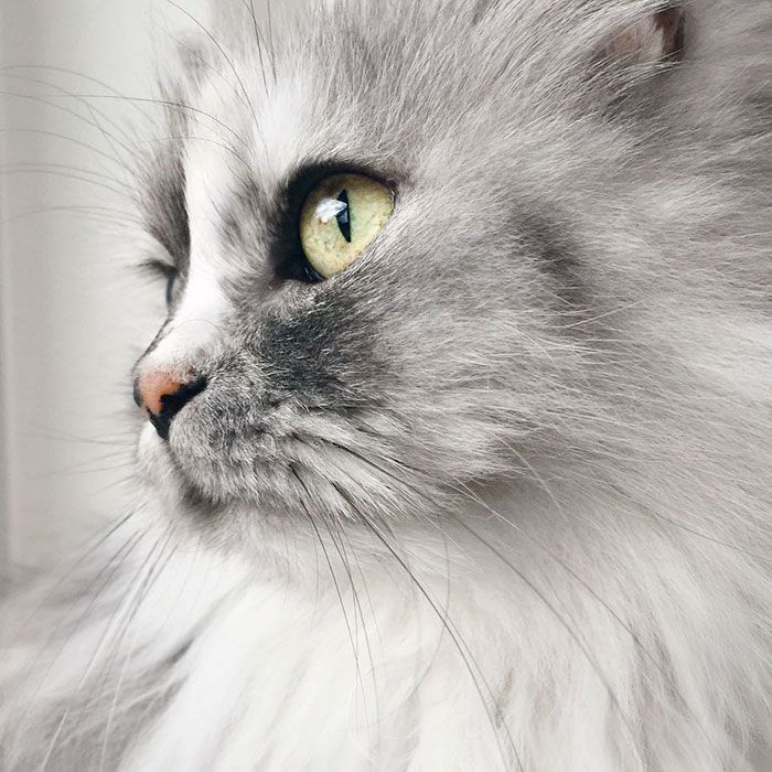 La fourrure de ce chat persan est tout simplement magnifique ! | So Busy Girls