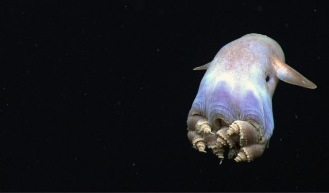 Le Grimpoteuthis | So Busy Girls