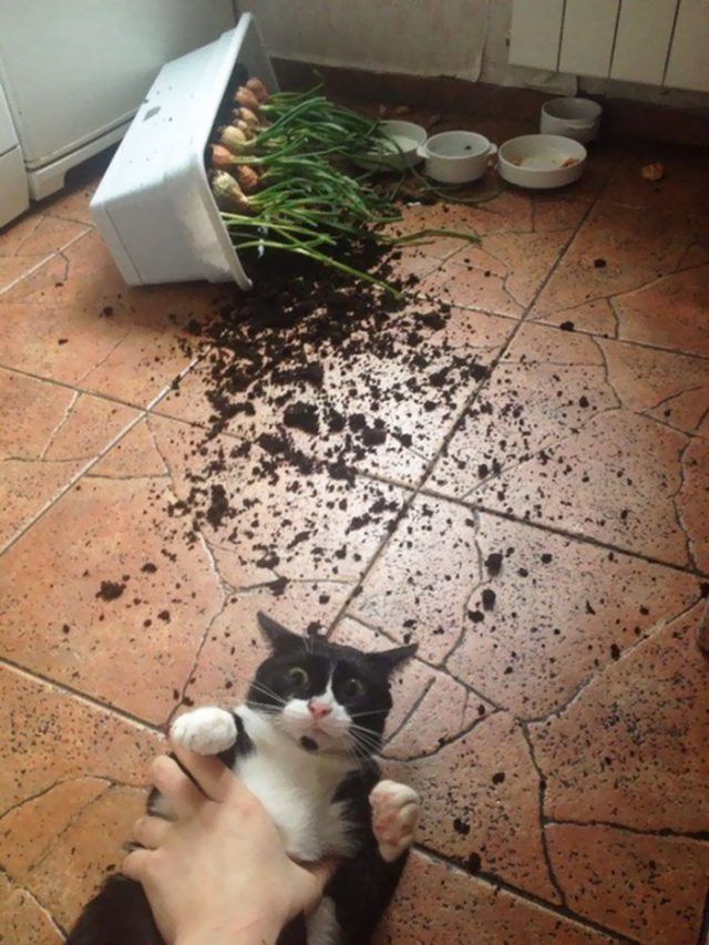 16 moments où des gens ont laissé leur animal seul, mais l'ont très vite regretté | So Busy Girls
