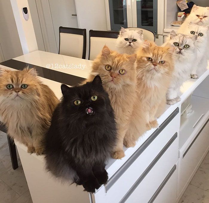 Cette femme aux 12 chats a conquis Instagram avec ses magnifiques chats persans | So Busy Girls