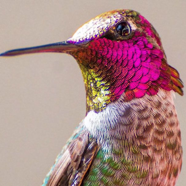 Une amoureuse de la nature capture la beauté des colibris dans son jardin | So Busy Girls