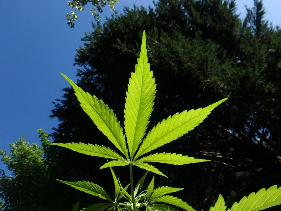 feuille-de-cannabis