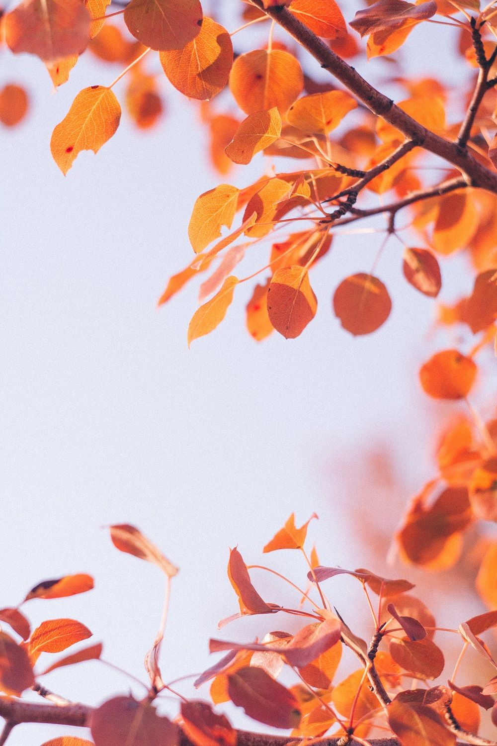 feuilles-automne-orange