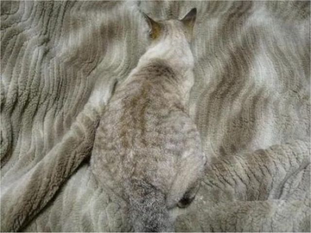 18 animaux persuadés qu’ils sont parfaitement bien cachés | So Busy Girls