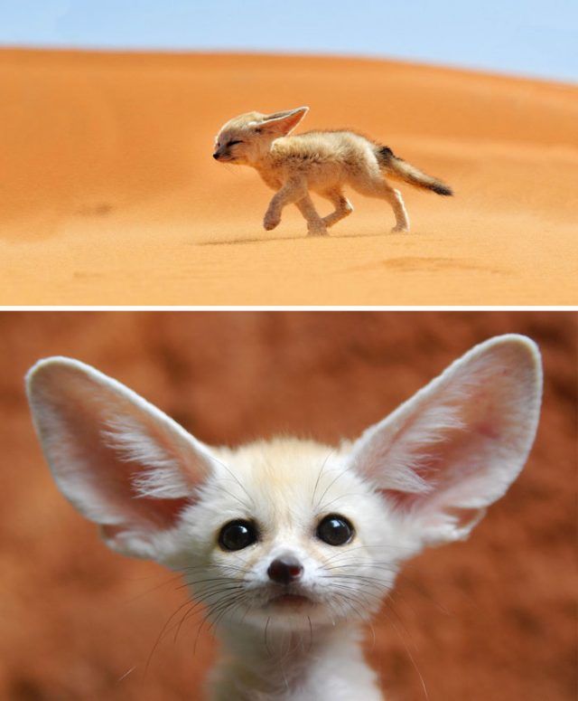 Bébé fennec | So Busy Girls