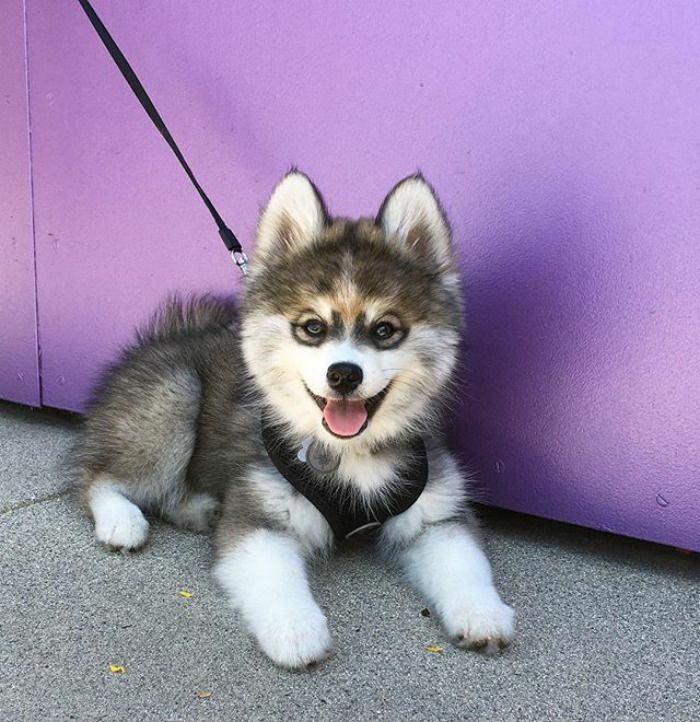 Découvrez Norman, le bébé husky tellement mignon qu'il va vous faire craquer ! | So Busy Girls