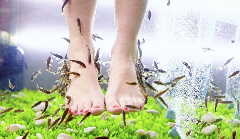 fish-pedicure-avis