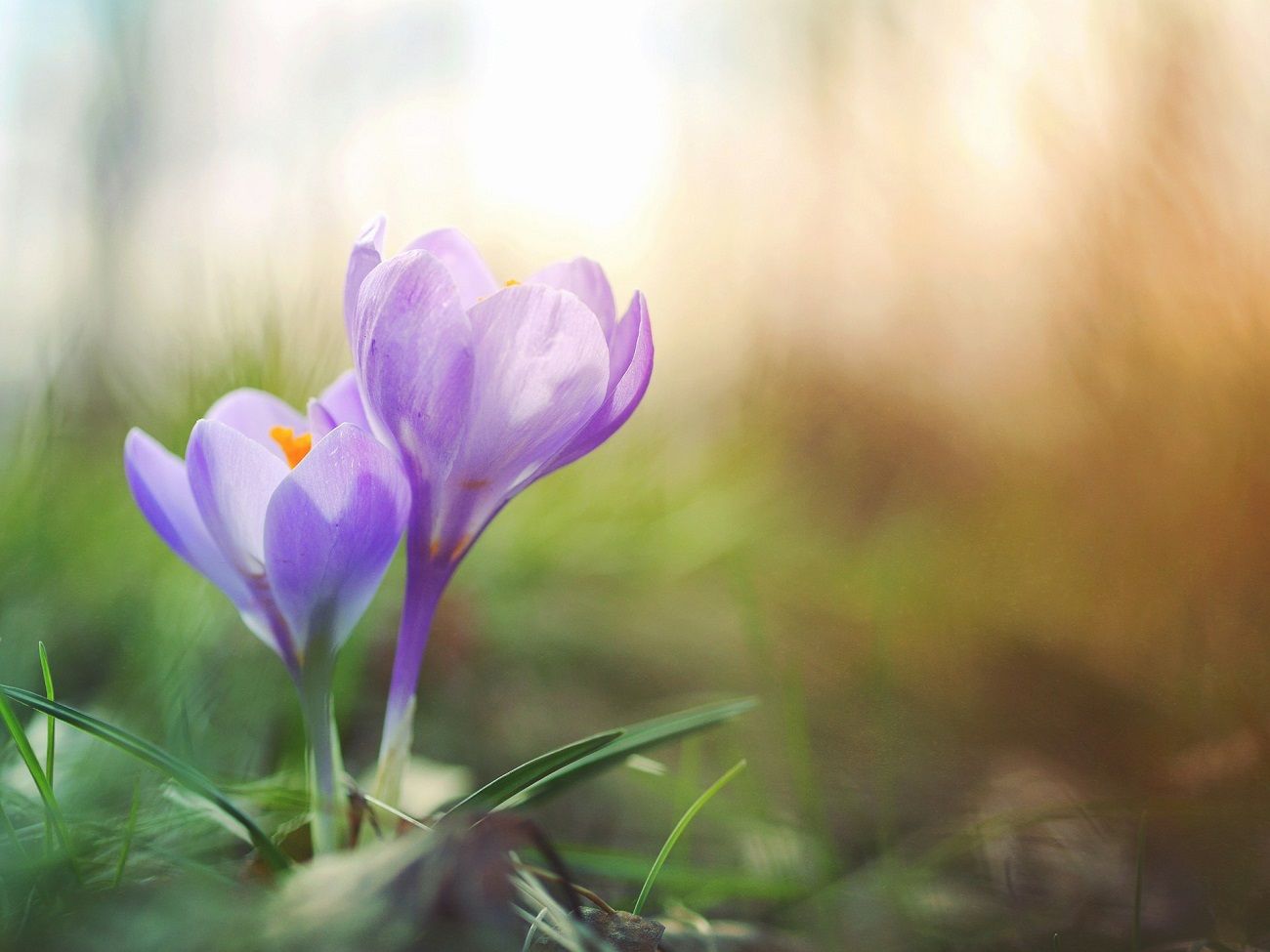 10 sorties et activités parfaites pour le printemps !