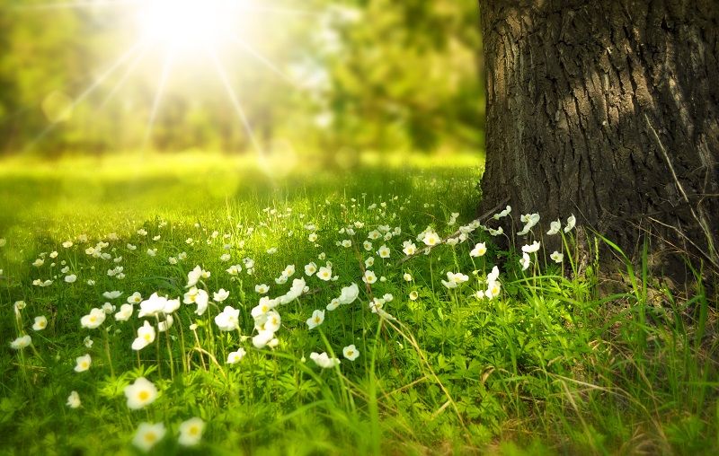 fleurs-arbre-soleil