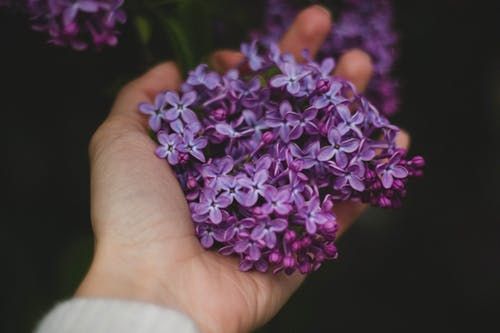 fleurs-lilas