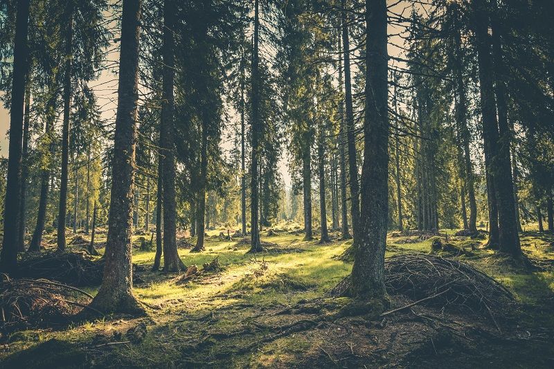 foret-arbre-mousse