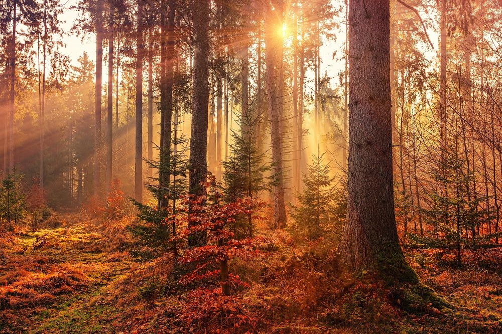foret-automne