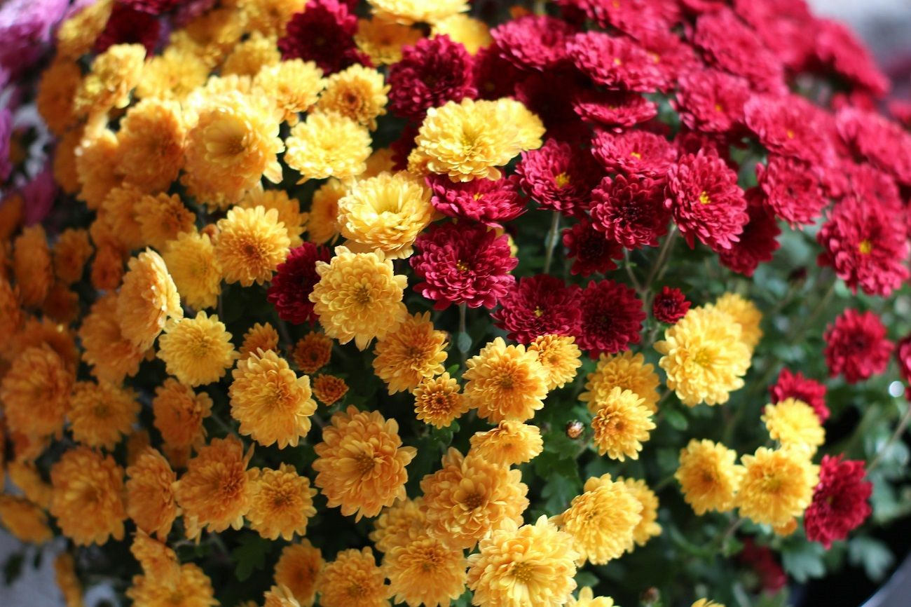 Pourquoi d&eacute;pose-t-on des chrysanth&egrave;mes sur les tombes &agrave; la Toussaint ?