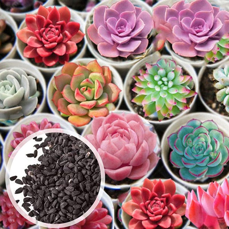 graines-succulentes