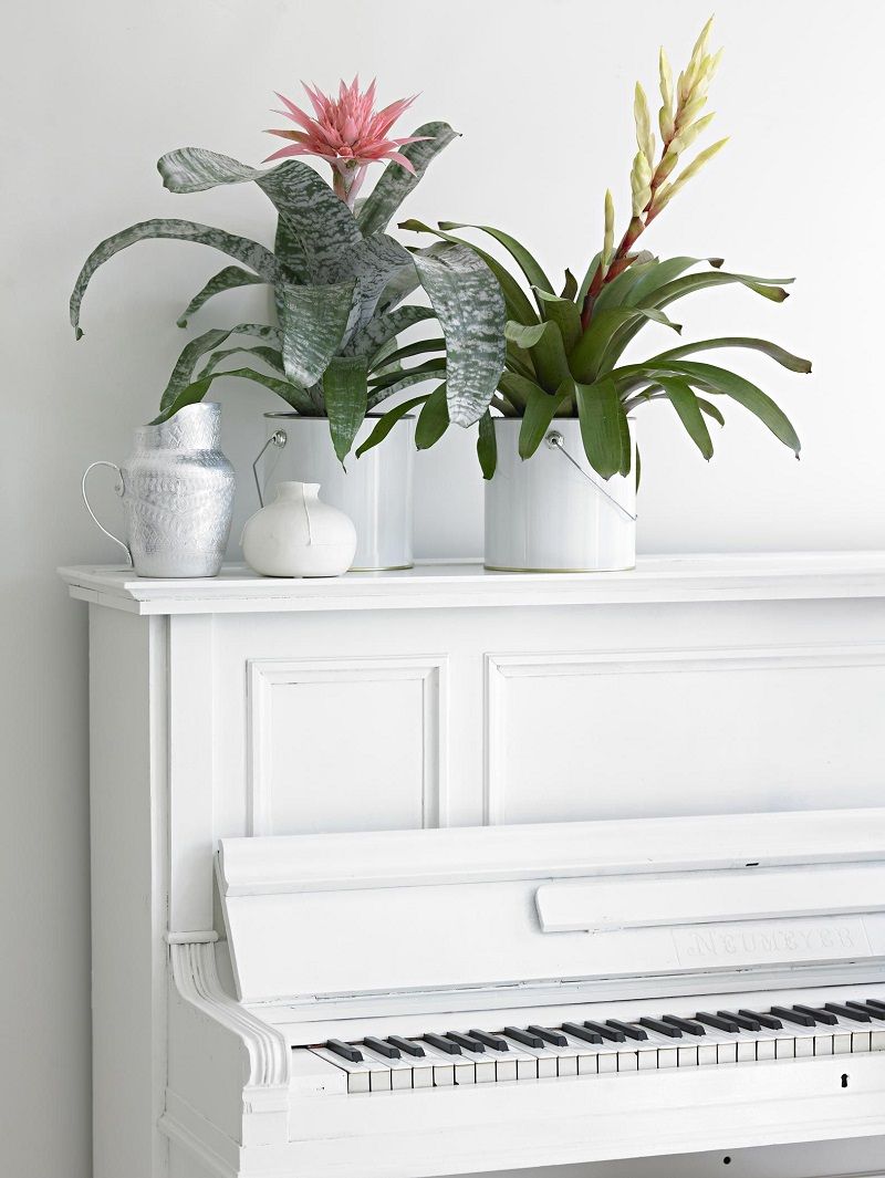 guzmania-salon