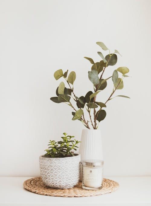 idee-deco-plantes